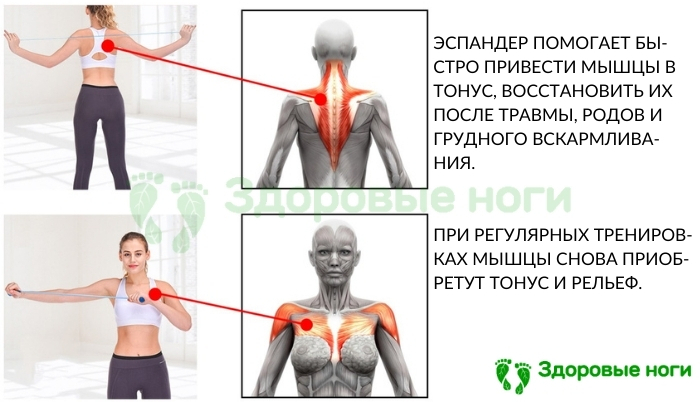 Цена на эспандер для мышц груди и плечевого пояса